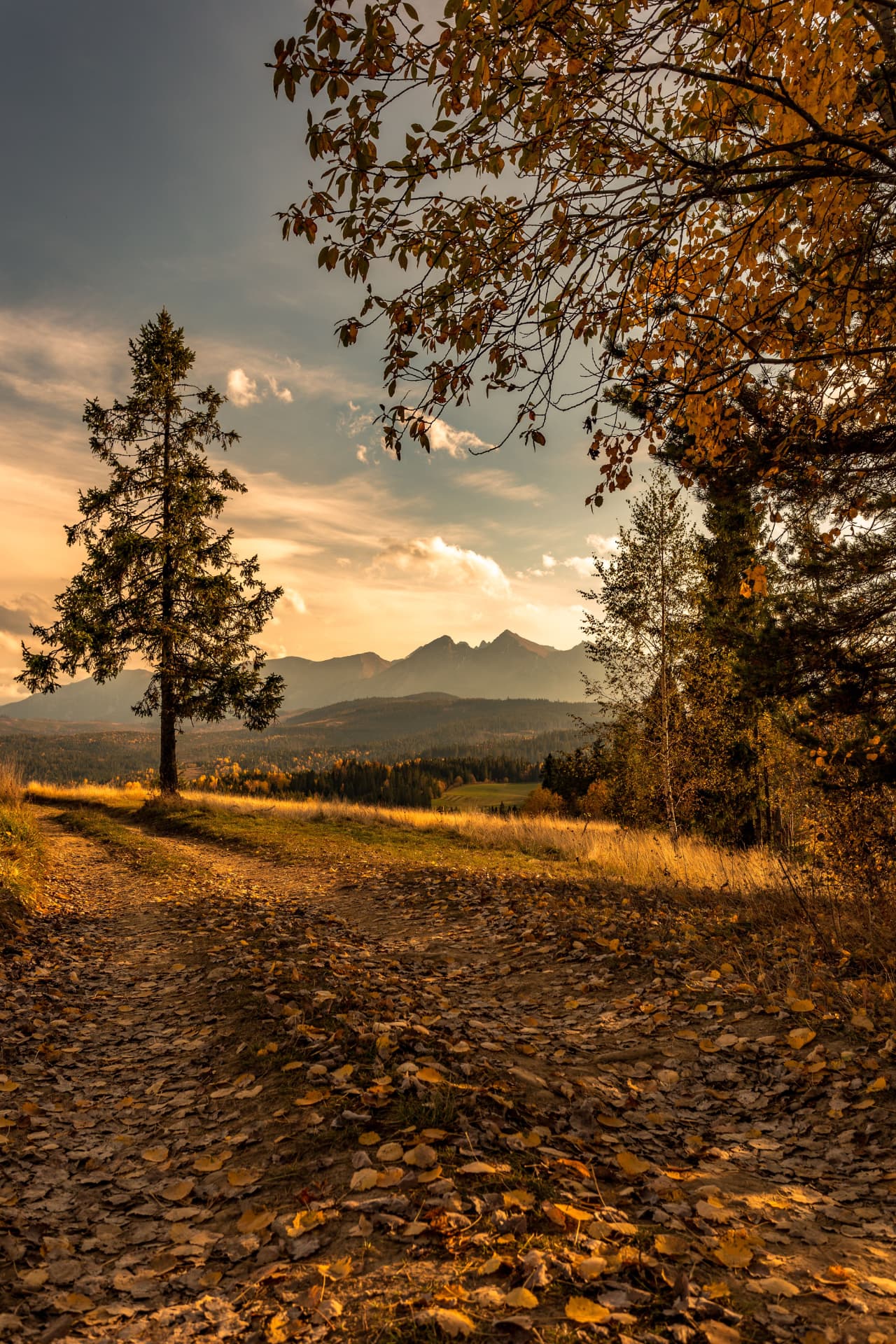 A leaf-covered woodland path framed by golden branches and evergreens with distant mountains at sunset