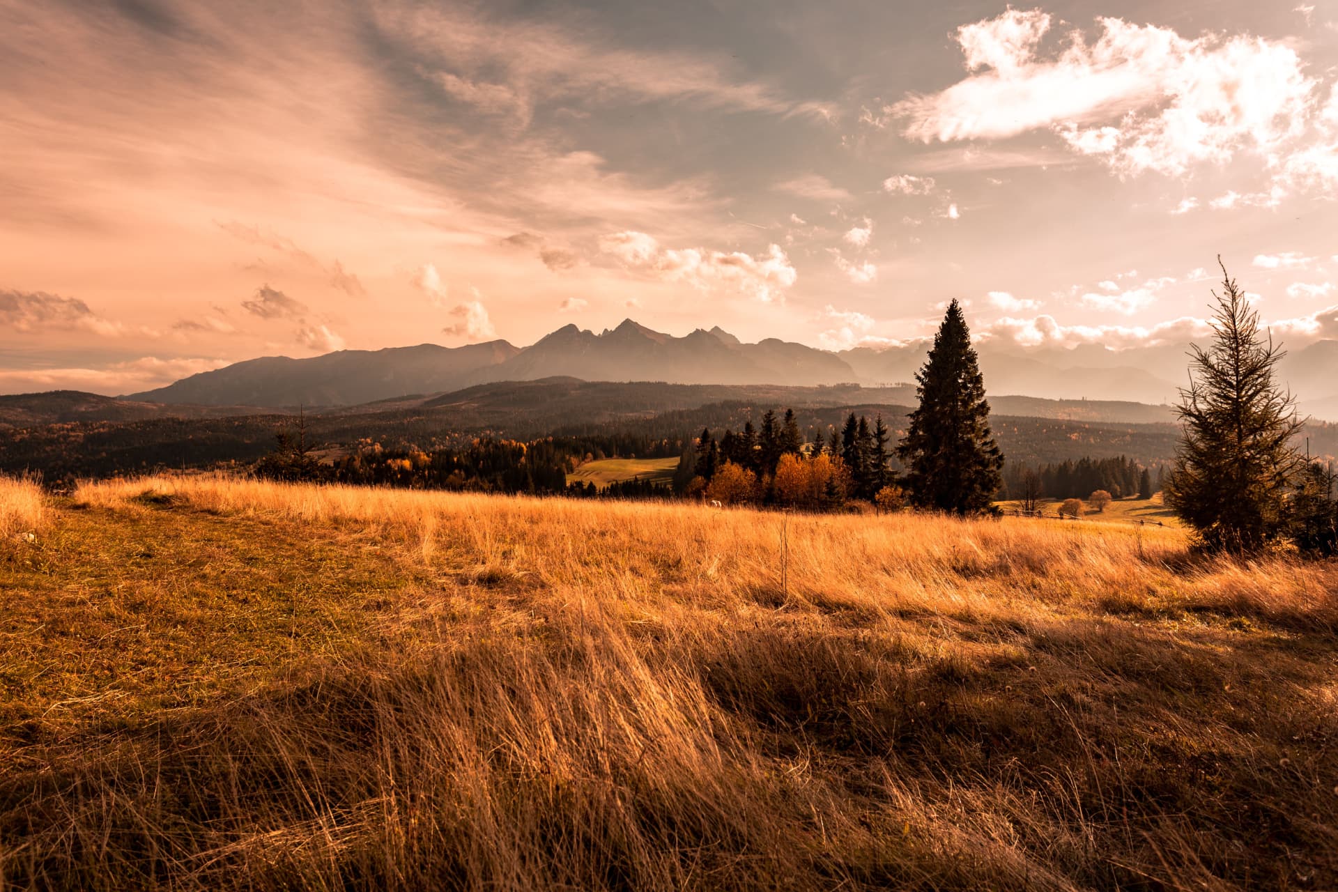 Golden grasses and scattered evergreen trees overlooking distant mountains in warm evening light